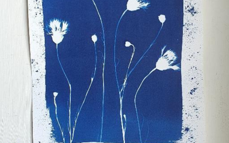 Lire la suite à propos de l’article Cyanotype