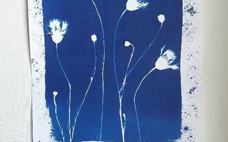 Lire la suite à propos de l’article Cyanotype